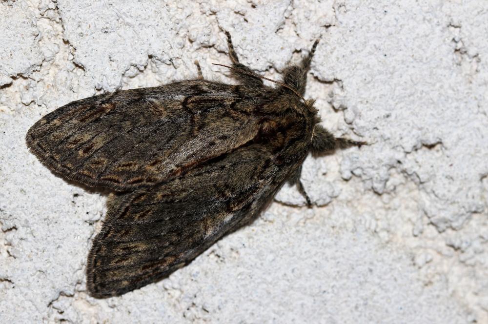 Timide (La) Peridea anceps (Goeze, 1781)