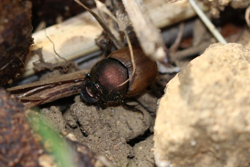 Le  Onthophagus coenobita (Herbst, 1783)
