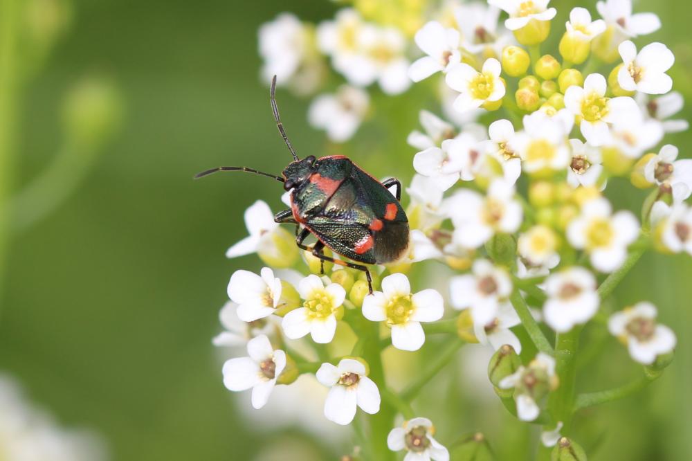 Punaise verte à raies & rouges ou blanches Eurydema oleracea (Linnaeus, 1758)