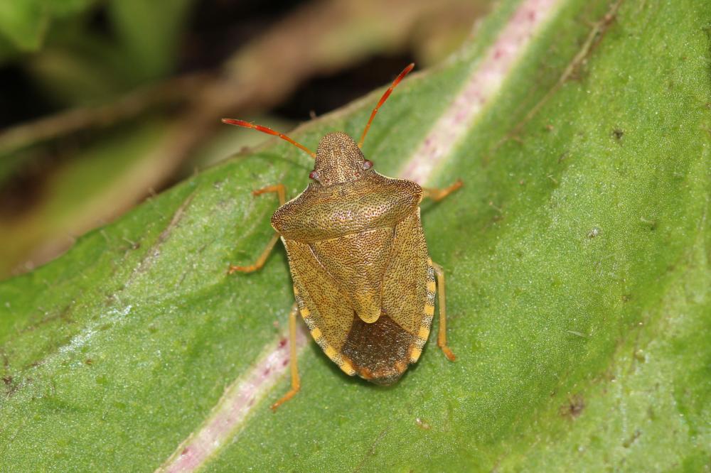 Peribalus strictus strictus (Fabricius, 1803)