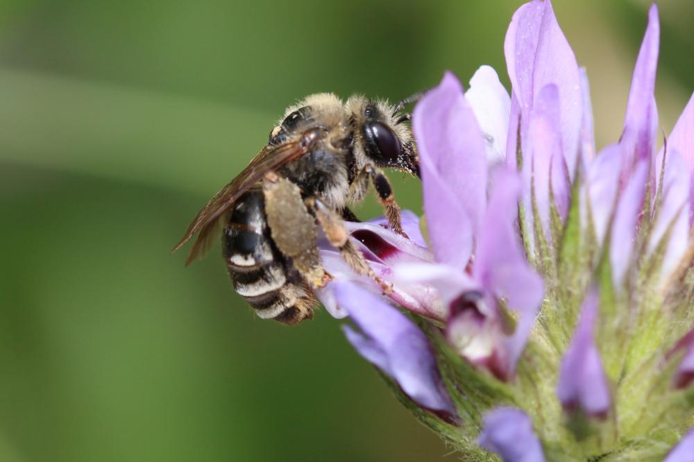 Eucère taurique Eucera taurica Morawitz, 1871
