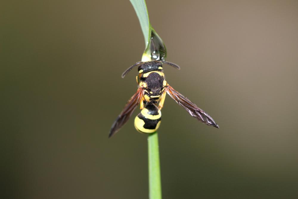 Odynerus Latreille, 1802
