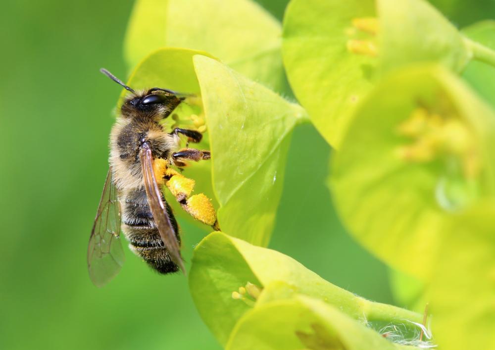 Andrena nigroaenea (Kirby, 1802)