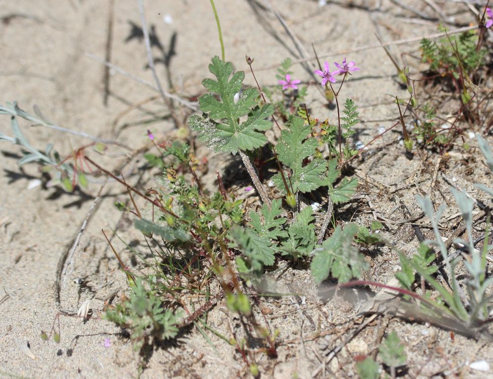 Érodium à feuilles découpées, Bec-de-grue lacinié, Erodium laciniatum (Cav.) Willd., 1800