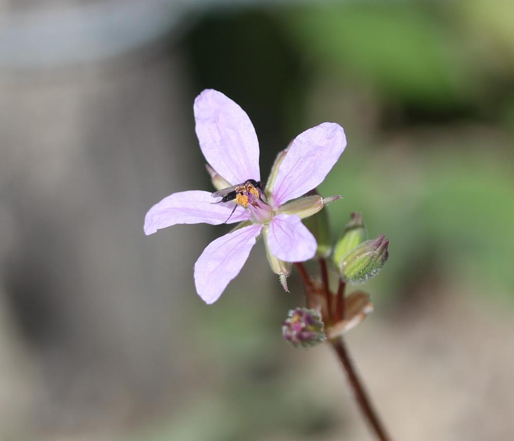 Érodium à feuilles découpées, Bec-de-grue lacinié, Erodium laciniatum (Cav.) Willd., 1800