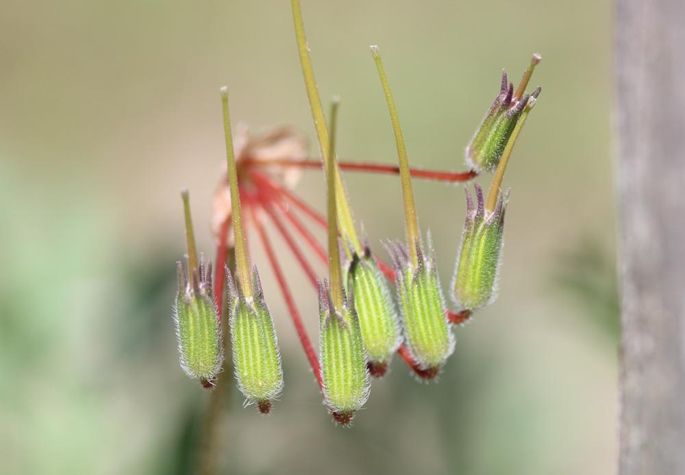 Érodium à feuilles découpées, Bec-de-grue lacinié, Erodium laciniatum (Cav.) Willd., 1800