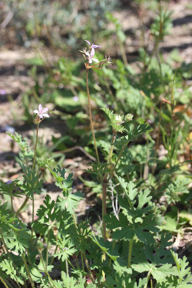 Érodium à feuilles découpées, Bec-de-grue lacinié, Erodium laciniatum (Cav.) Willd., 1800