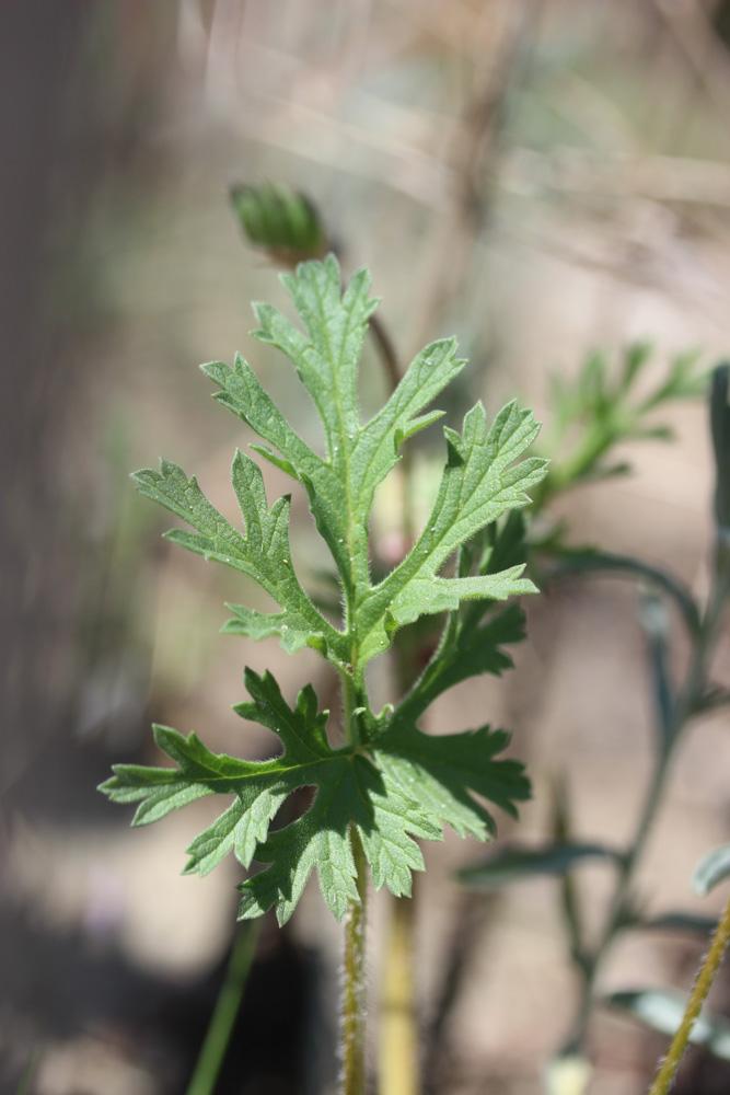 Érodium à feuilles découpées, Bec-de-grue lacinié, Erodium laciniatum (Cav.) Willd., 1800