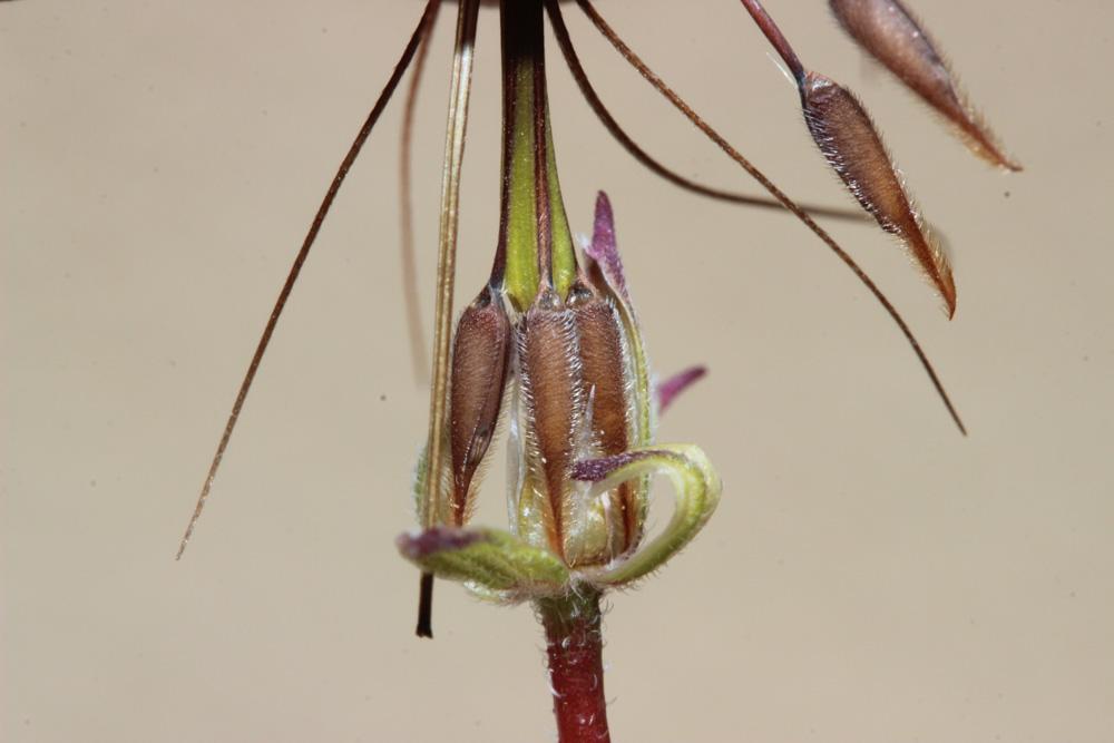 Érodium à feuilles découpées, Bec-de-grue lacinié, Erodium laciniatum (Cav.) Willd., 1800