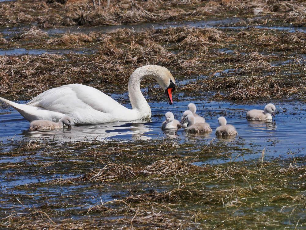 Cygne tuberculé Cygnus olor (Gmelin, 1803)