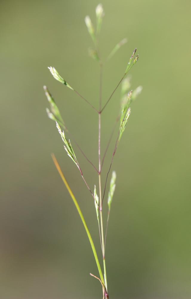 Sphénope Sphenopus divaricatus (Gouan) Rchb., 1830