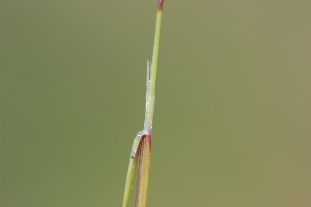 Sphénope Sphenopus divaricatus (Gouan) Rchb., 1830