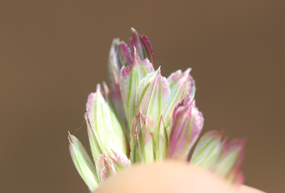 Alpiste bleuâtre Phalaris coerulescens Desf., 1798