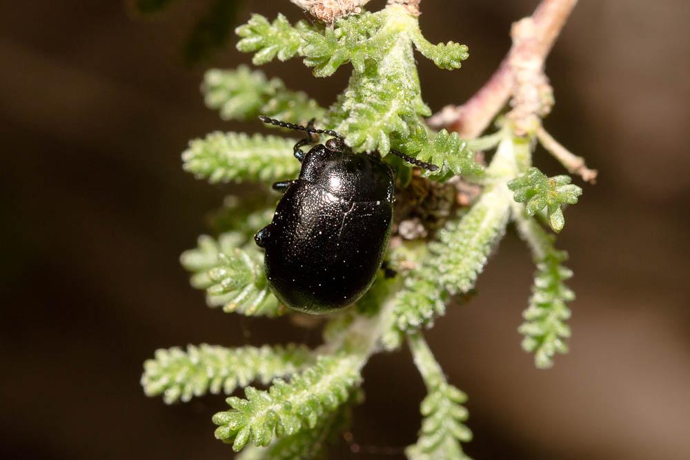 Chrysolina Motschulsky, 1860