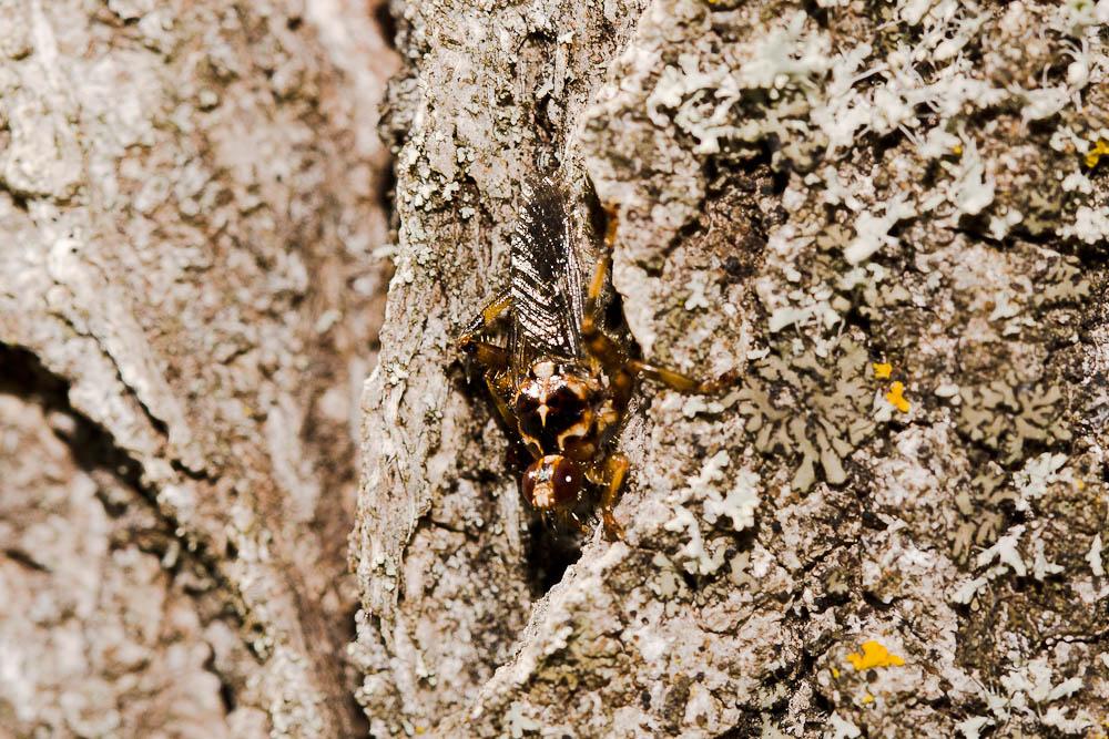 Mouche à chien Hippobosca equina Linnaeus, 1758
