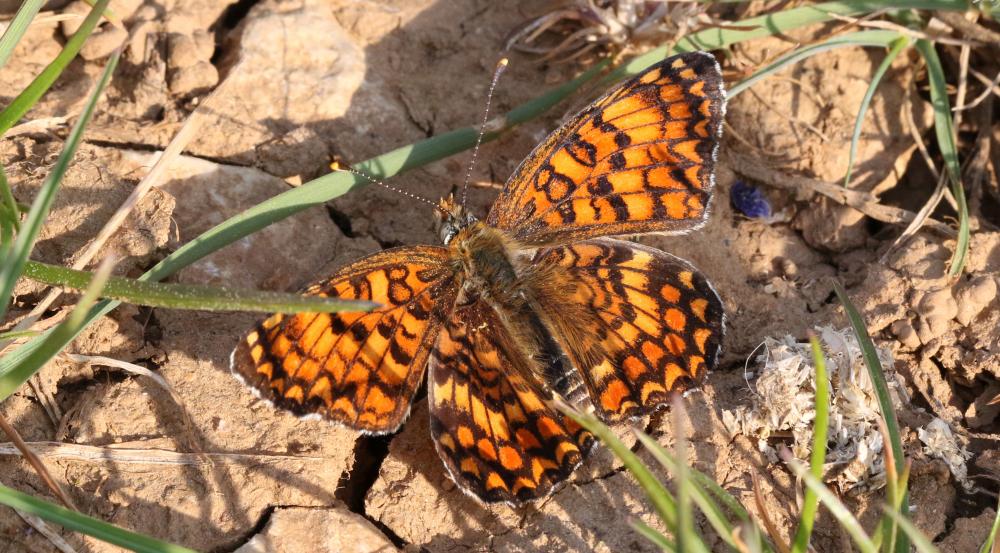 Mélitée des Centaurées (La), Grand Damier (Le) Melitaea phoebe (Denis & Schiffermüller, 1775)