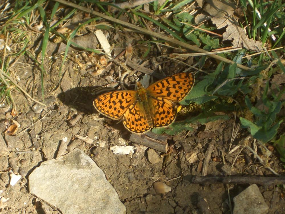 Grand collier argenté (Le), Nacré sagitté (Le) Boloria euphrosyne (Linnaeus, 1758)