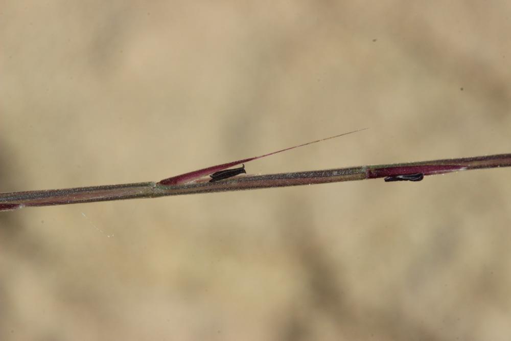 Psilure, Psilurus aristé Psilurus incurvus (Gouan) Schinz & Thell., 1913