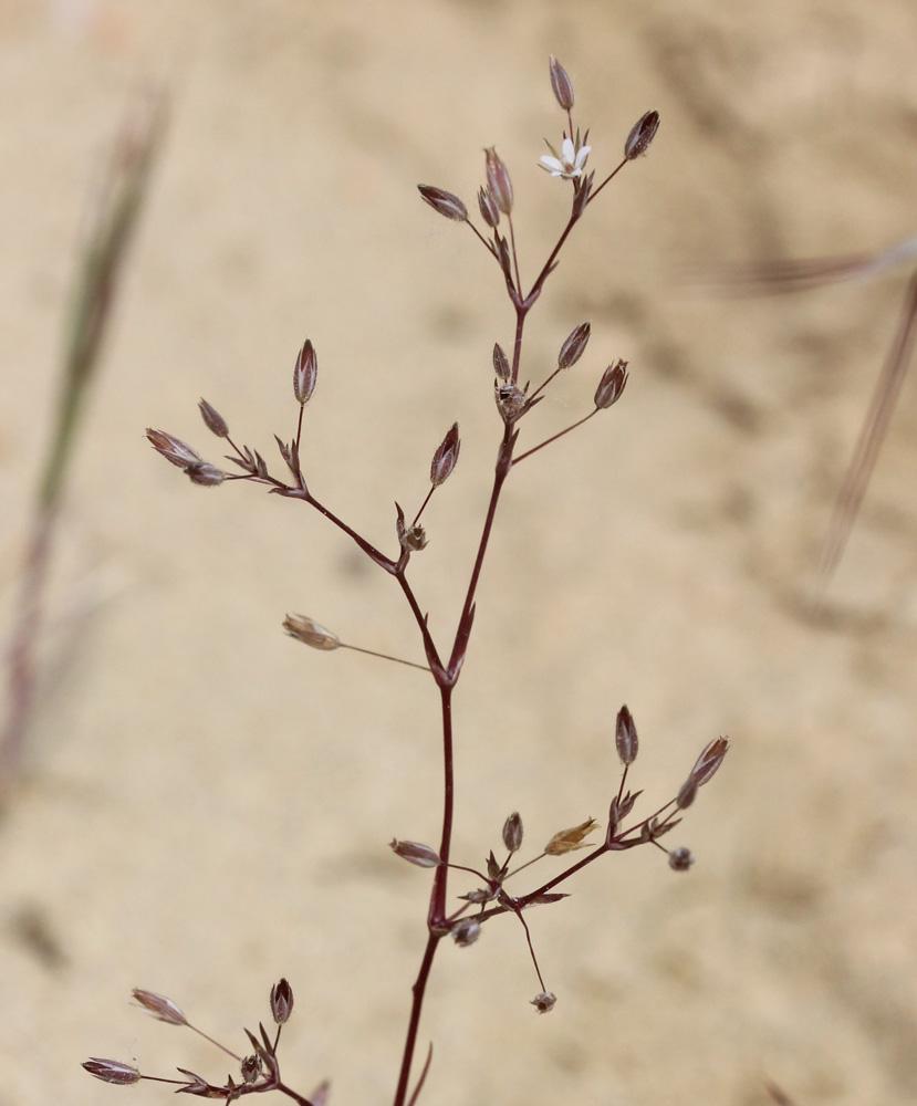 Minuartia hybrida subsp. laxa (Jord.) Jauzein, 2010