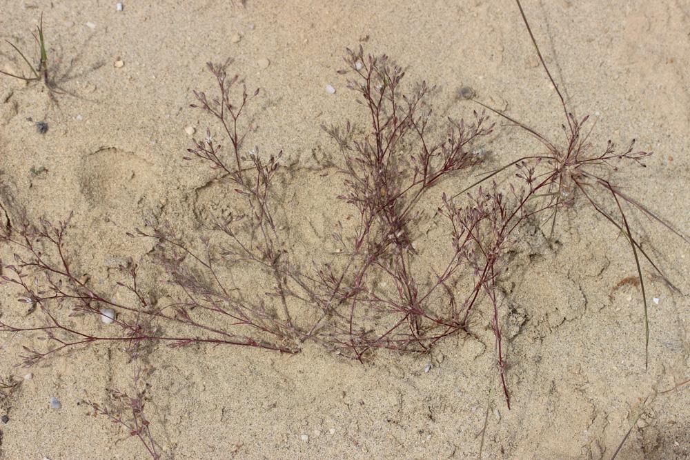 Minuartia hybrida subsp. laxa (Jord.) Jauzein, 2010