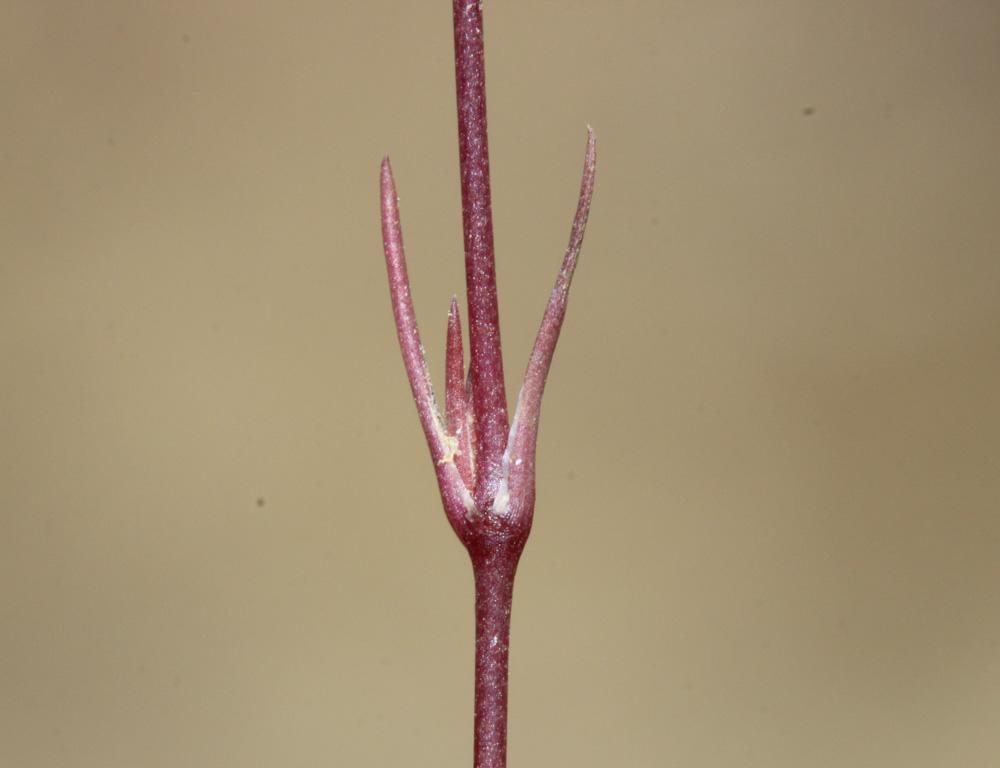  Minuartia hybrida subsp. laxa (Jord.) Jauzein, 2010