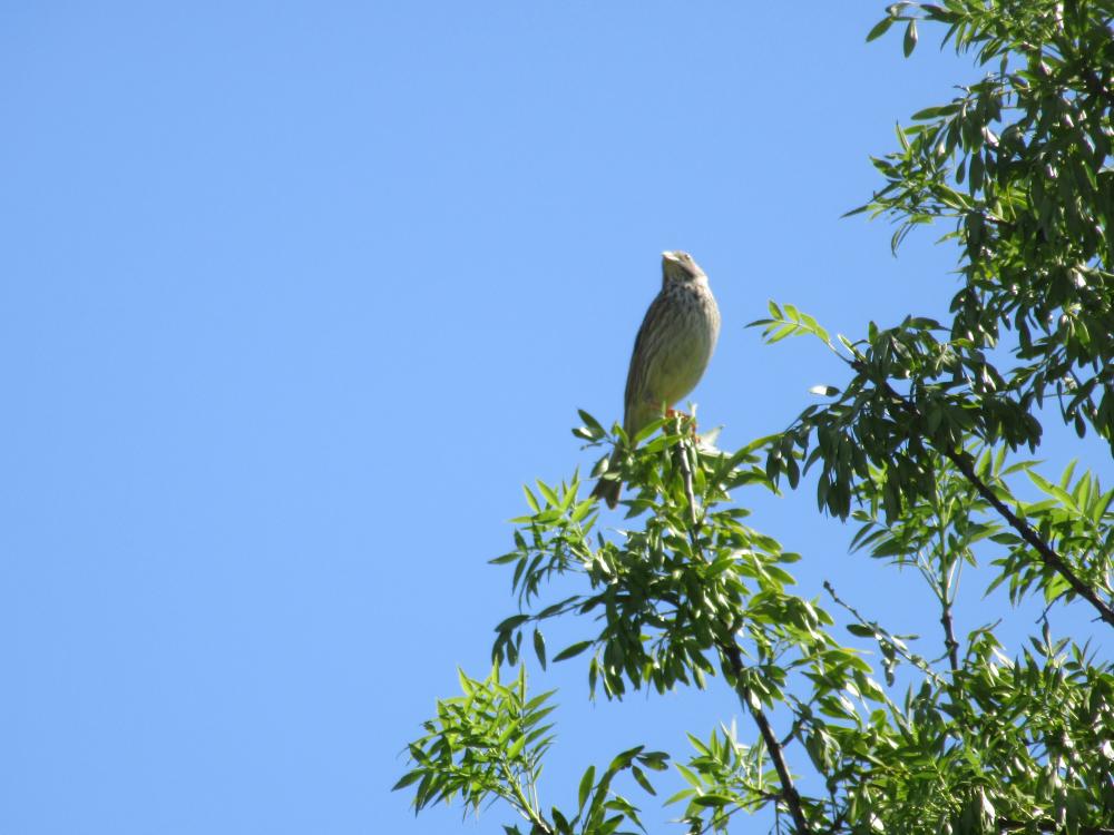 Bruant proyer Emberiza calandra Linnaeus, 1758