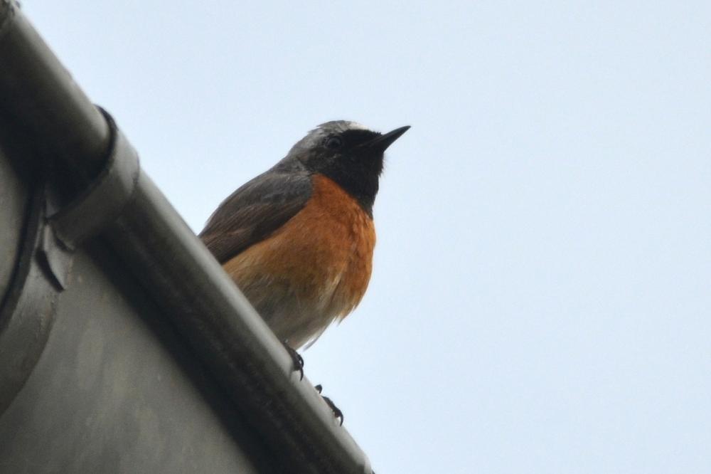 Rougequeue à front blanc Phoenicurus phoenicurus (Linnaeus, 1758)