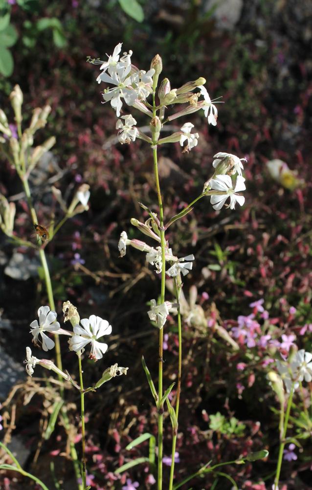 Silène d'Italie Silene italica (L.) Pers., 1805
