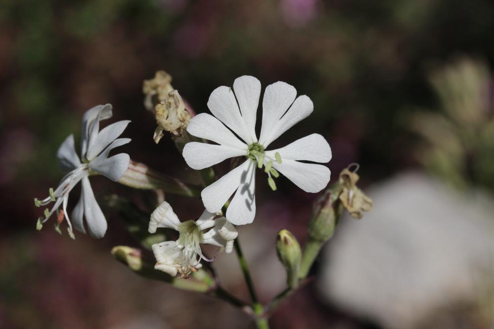 Silène d'Italie Silene italica (L.) Pers., 1805