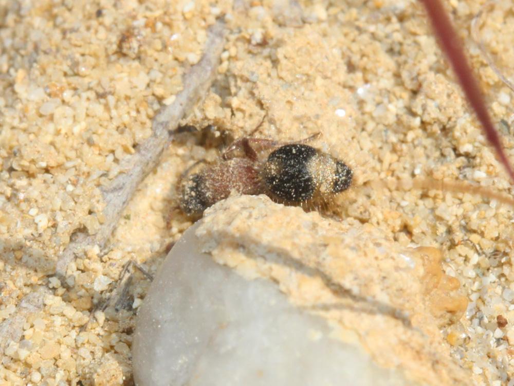 Smicromyrme rufipes (Fabricius, 1787)