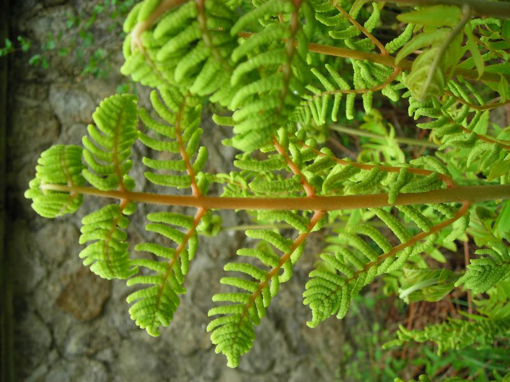Osmonde royale, Fougère fleurie Osmunda regalis L., 1753