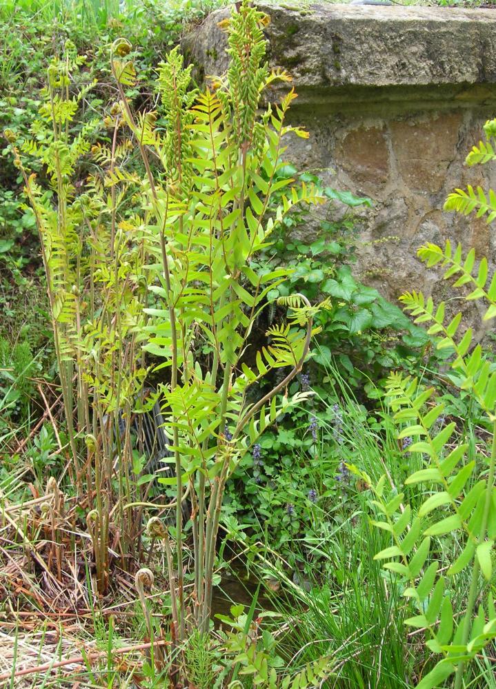 Osmonde royale, Fougère fleurie Osmunda regalis L., 1753