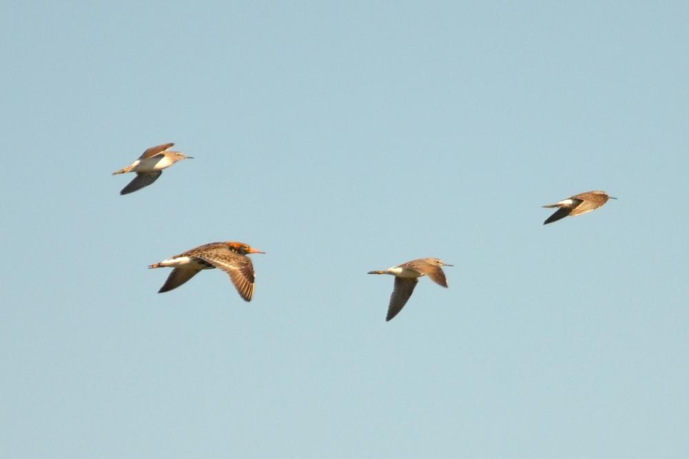 Chevalier combattant, Combattant varié Calidris pugnax (Linnaeus, 1758)