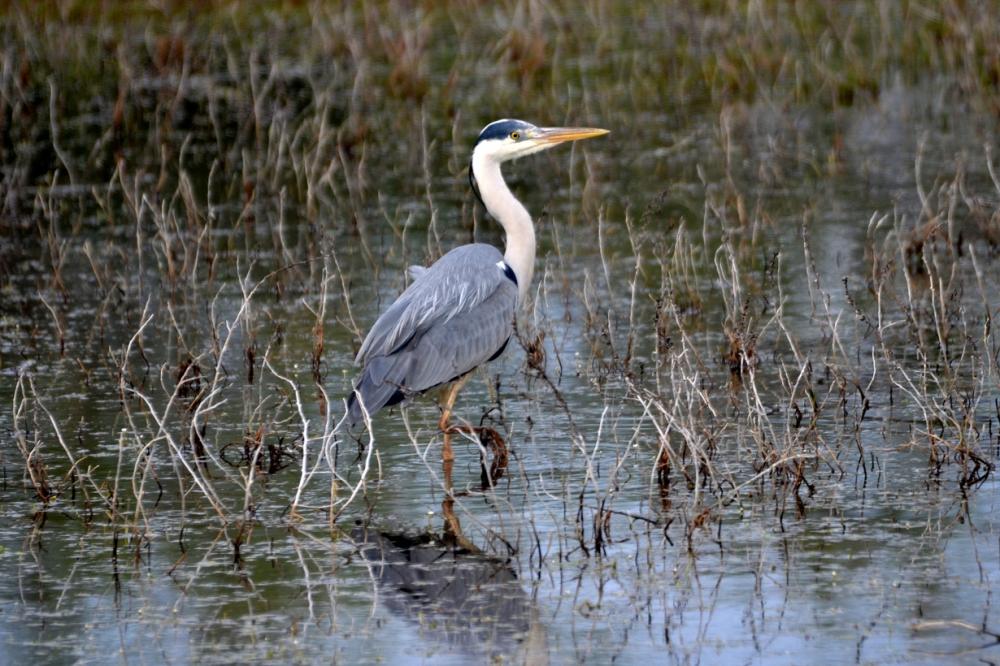 Héron cendré Ardea cinerea Linnaeus, 1758