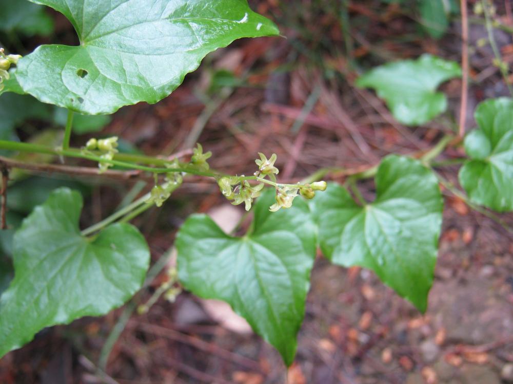 Sceau de Notre Dame Dioscorea communis (L.) Caddick & Wilkin, 2002