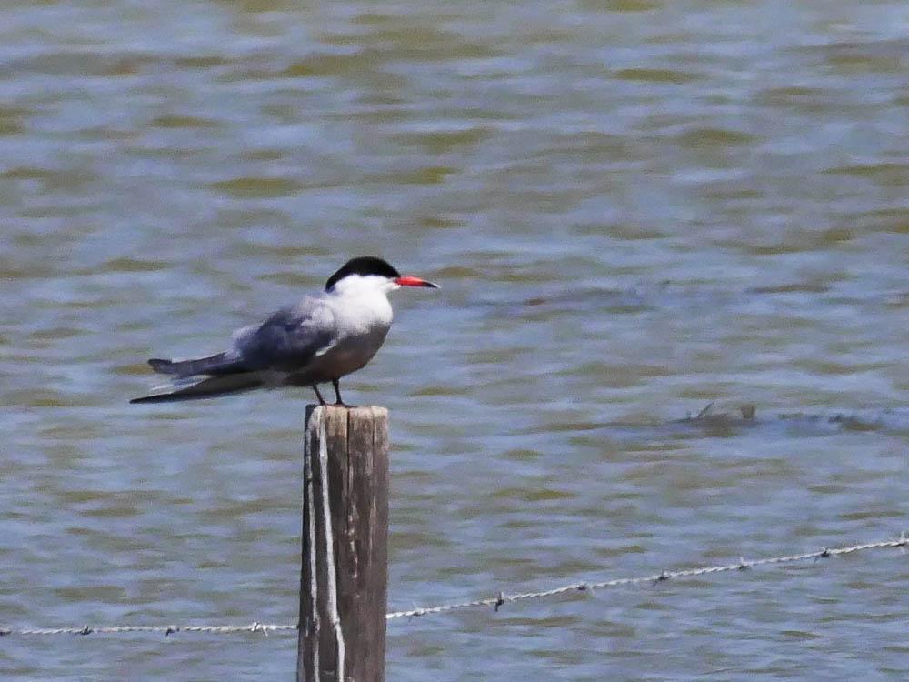 Sterne pierregarin Sterna hirundo Linnaeus, 1758