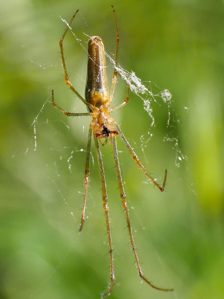  Tetragnatha Latreille, 1804