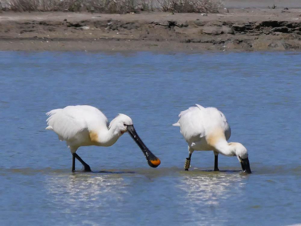 Spatule blanche Platalea leucorodia Linnaeus, 1758