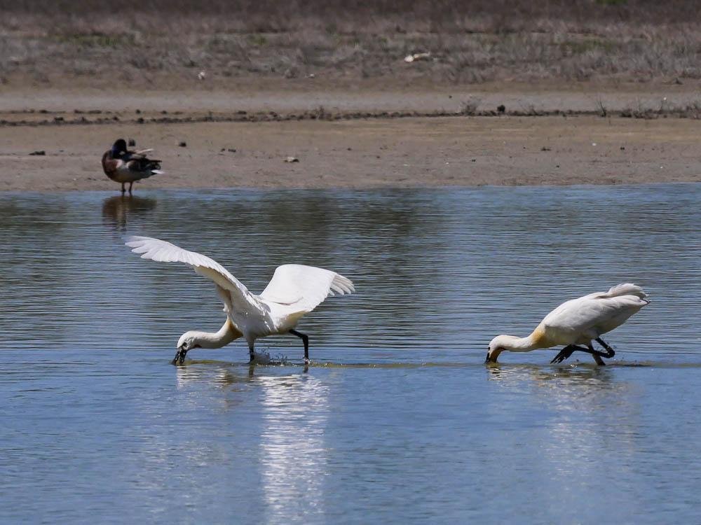 Spatule blanche Platalea leucorodia Linnaeus, 1758