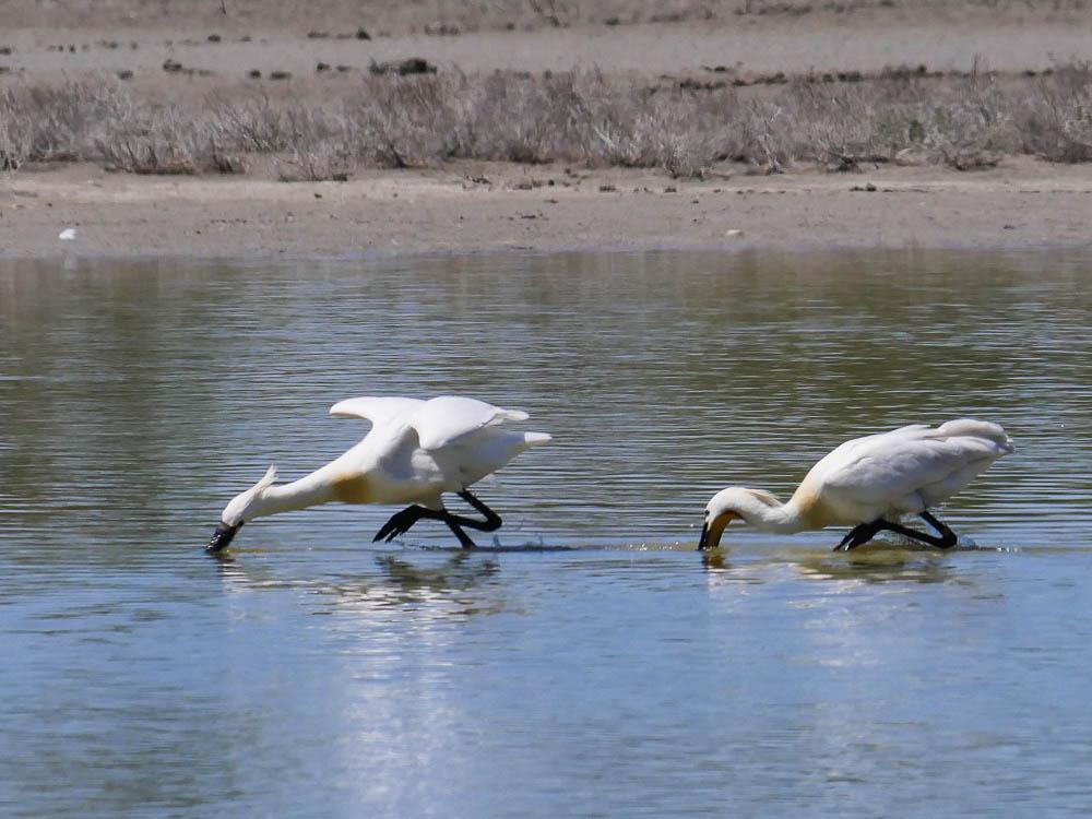 Spatule blanche Platalea leucorodia Linnaeus, 1758