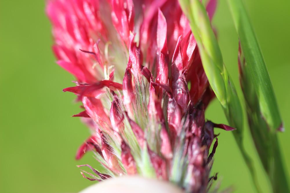 Farouche Trifolium incarnatum var. incarnatum L., 1753
