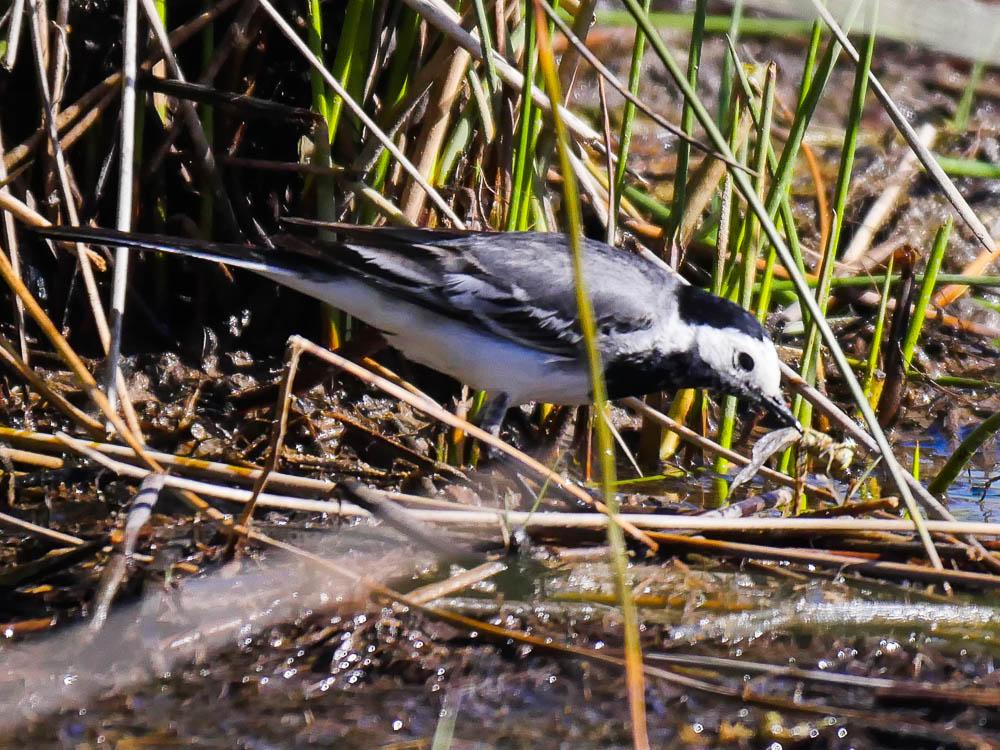 Bergeronnette grise Motacilla alba Linnaeus, 1758