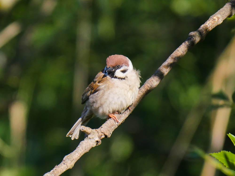 Moineau friquet Passer montanus (Linnaeus, 1758)