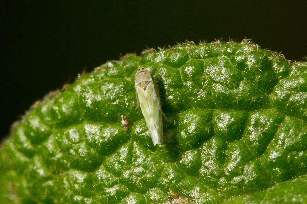  Fruticidia bisignata (Mulsant & Rey, 1855)