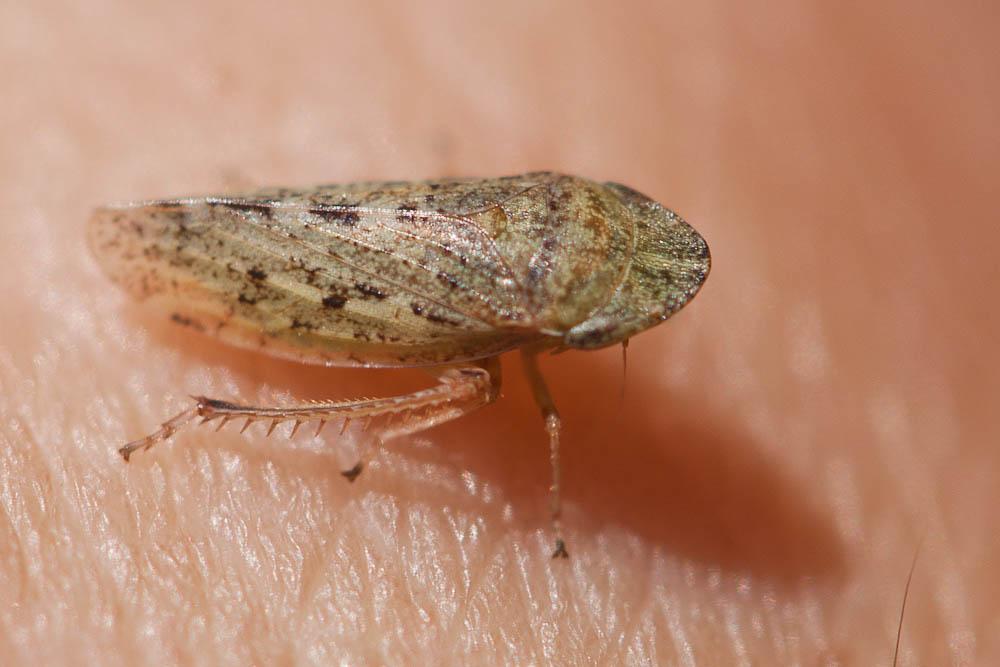 Aphrodes makarovi Zachvatkin, 1948