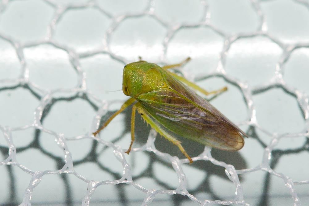  Macropsis graminea (Fabricius, 1798)