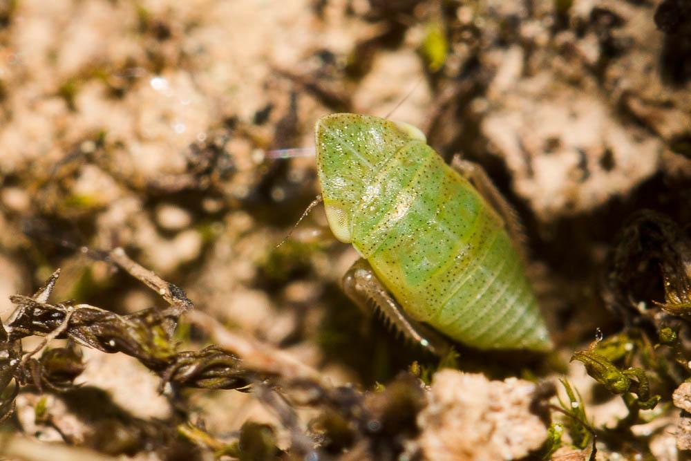  Aphrodes makarovi Zachvatkin, 1948