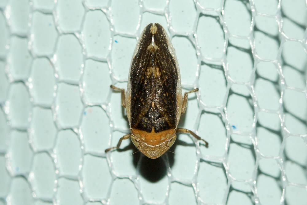 Philène spumeuse Philaenus spumarius (Linnaeus, 1758)