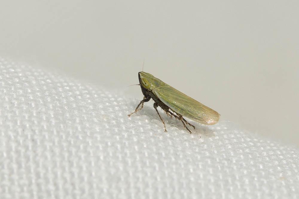  Arthaldeus striifrons (Kirschbaum, 1868)