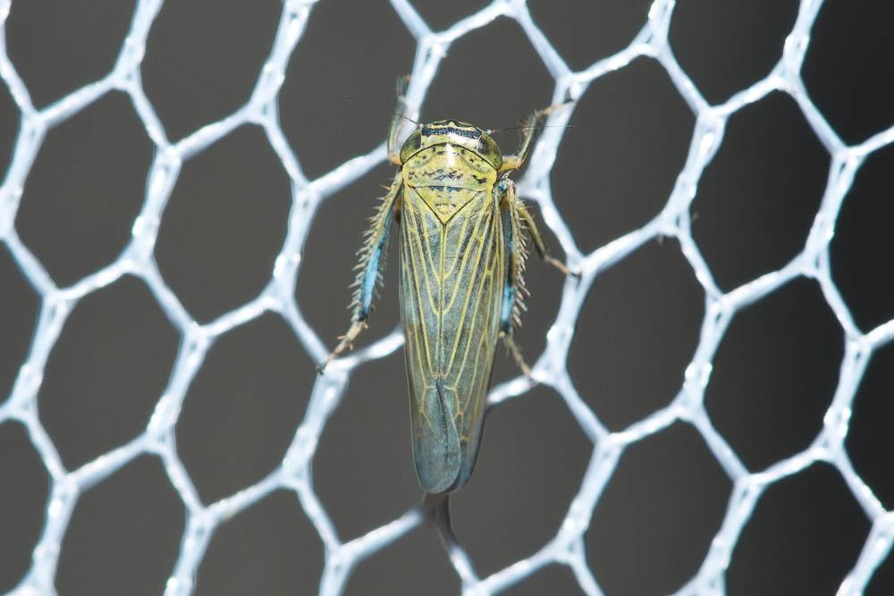  Limotettix striola (Fallén, 1806)